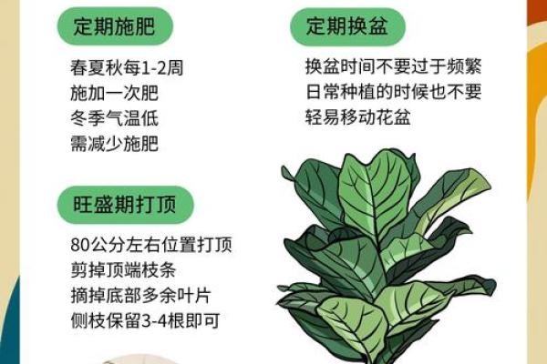 哪些生肖不能养琴叶榕 家里养琴叶榕风水好吗