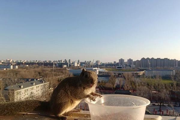 旁征博引是什么生肖 → 鼠‌（鼠探四方，广搜博采）