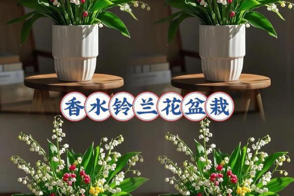 铃兰花为啥不吉利 铃兰花适合养家里吗