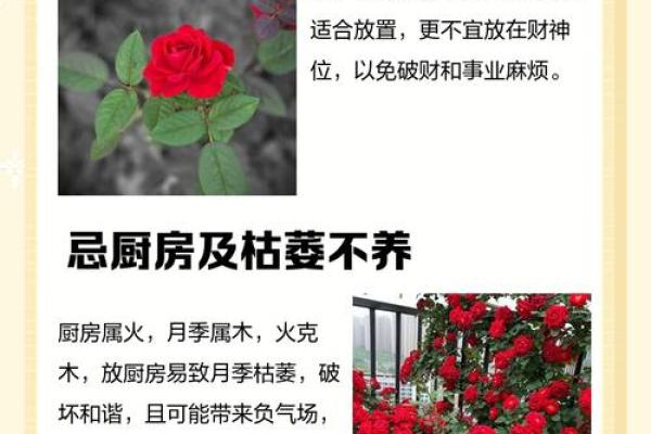 月季花为啥不吉利 月季花种不好