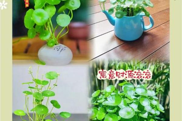 铜钱草什么属相不能养 铜钱草什么属相不能养呢