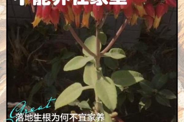 大叶落地生根为什么不吉利 大叶落地生根为什么不吉利了