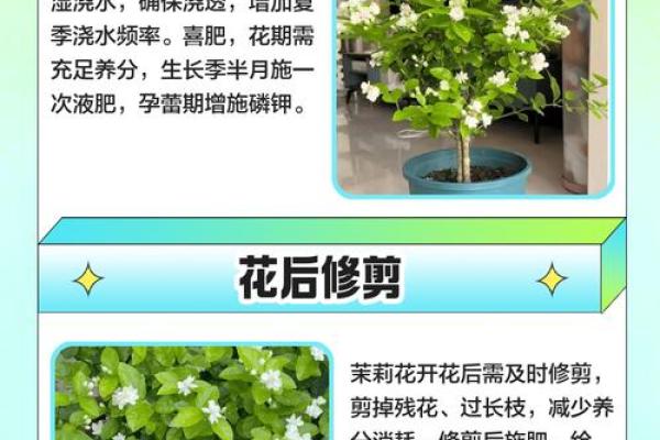 茉莉花为什么不吉利 茉莉花为什么不开花光长叶