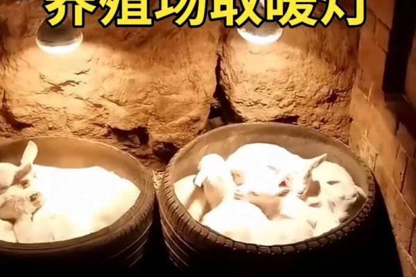 为啥说家里养羊不吉利 家里面养羊好不好