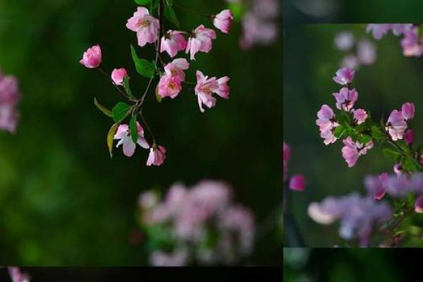 花落谁家是什么生肖