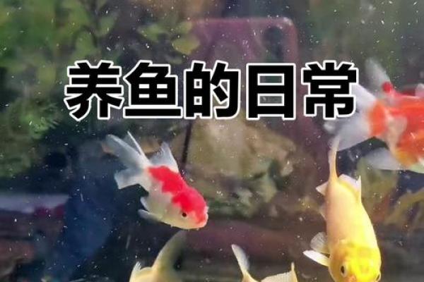 不宜养鱼的4个属相女 不宜养鱼的4个属相女人是谁