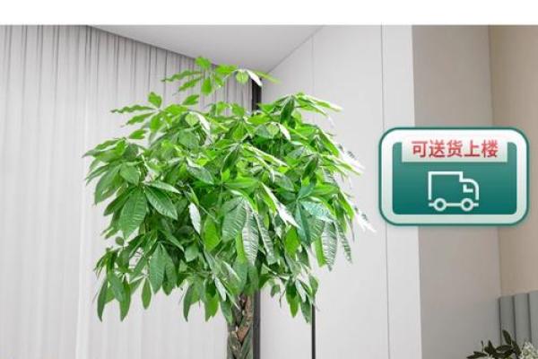 家里适合放财神爷吗 家里适合栽什么树