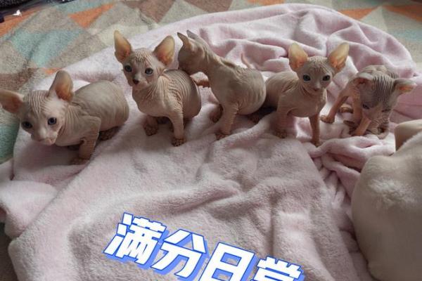 娇生惯养的三大生肖 娇生惯养的是什么意思