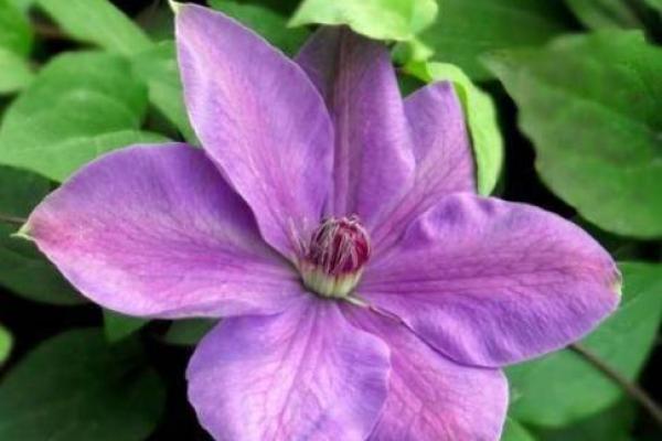 解读家花更比小花香的含义,寻找其对应的生肖代表答案 解读家花更比小花香的含义,寻找其对应的生肖代表答案