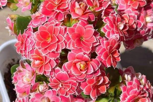 ‌满脸生花是什么生肖 → 猴（猴脸生花，嬉笑怒骂）‌