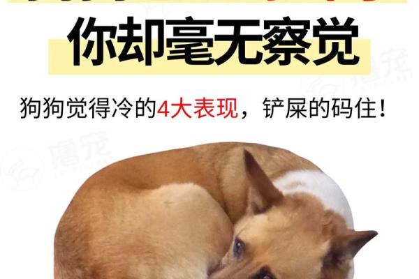 狗狗第一次见到雪特别兴奋手忙脚乱乱窜怎么办？需要干预吗？