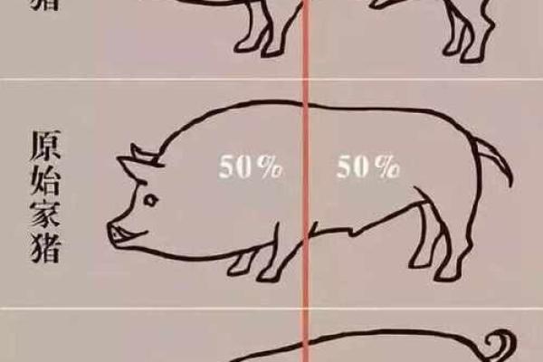 一步三摇的动物解一肖(一步三摇摆是什么生肖)