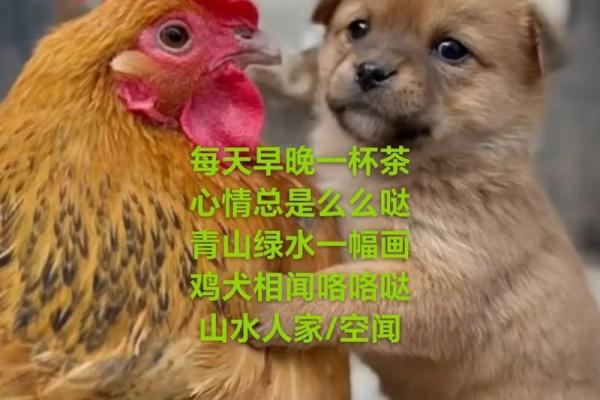 高山绿水是什么生肖 青山绿水打一生肖动物