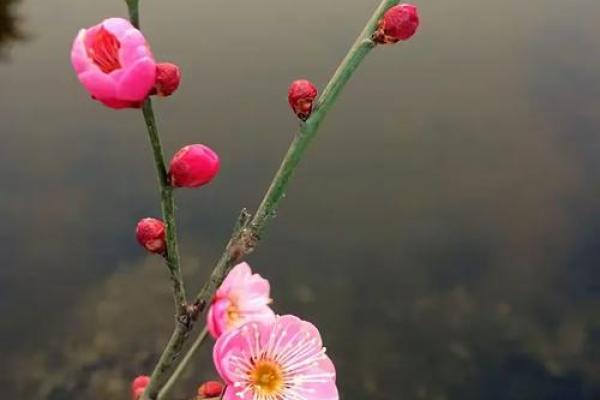 草木逢春是指什么生肖(草木逢春生是什么意思)