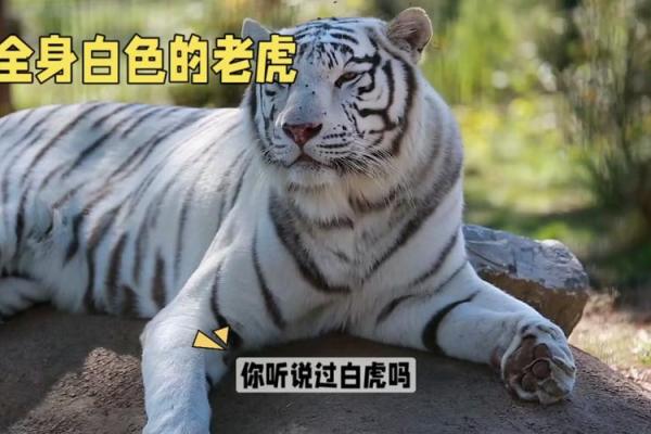 老虎和老虎属相合不合 老虎和老虎属相合不合