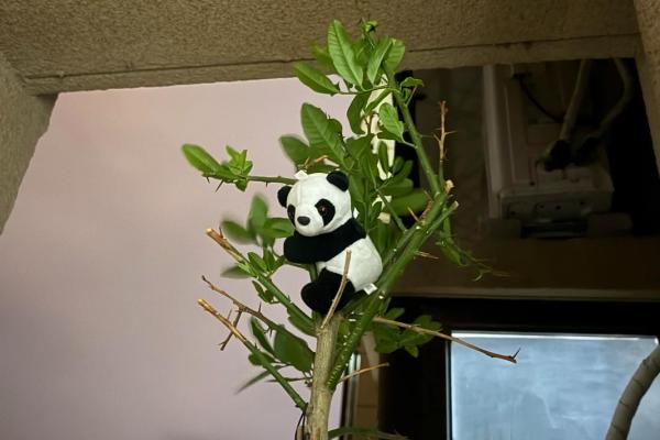 枯木逢春的三大生肖 枯木逢春的生肖是什么