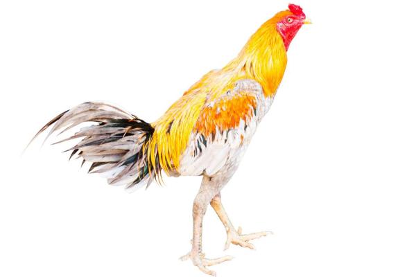十二生肖本领强是什么生肖动物 生肖本命带绿花打一动物生肖