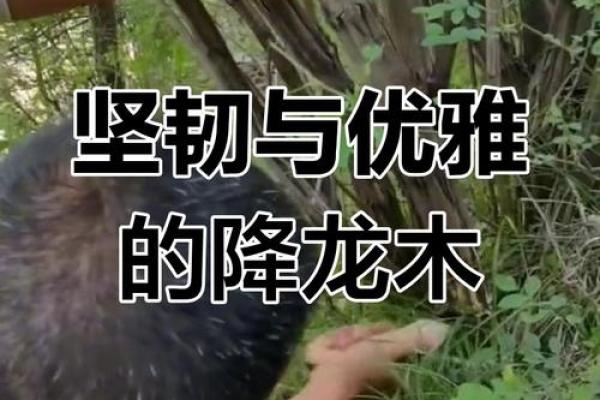 降龙木最忌三种属相 降龙木最忌三种属相