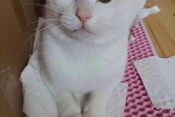瑟瑟寒风是什么生肖