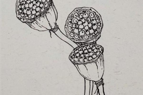 什么属相不能挂莲蓬 什么属相不能挂莲蓬画