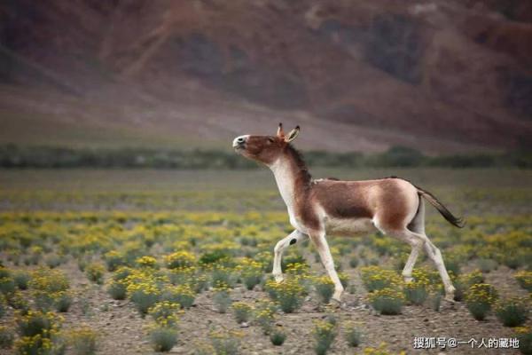 野战到底是指哪个生肖动物？民间传说和实际习性两下里掰开揉碎比