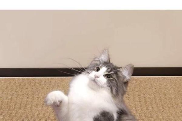 灰猫进家门到底吉不吉利 灰猫进家门到底吉不吉利呢