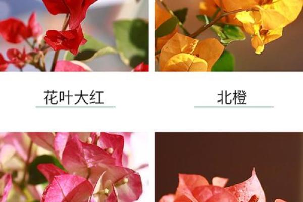 三角梅吉利还是不吉利 三角梅吉祥吗