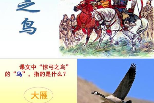 惊弓之鸟是什么生肖(惊弓之鸟是什么生肖呀)