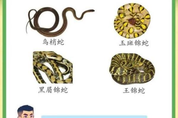 农村家里进蛇是吉利还是不吉利 农村家里进蛇怎么处理