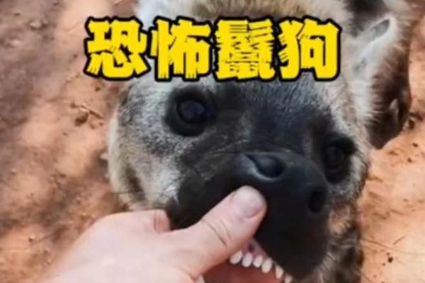 尖牙利齿的动物是什么生肖(尖牙利齿的动物是什么生肖呢)