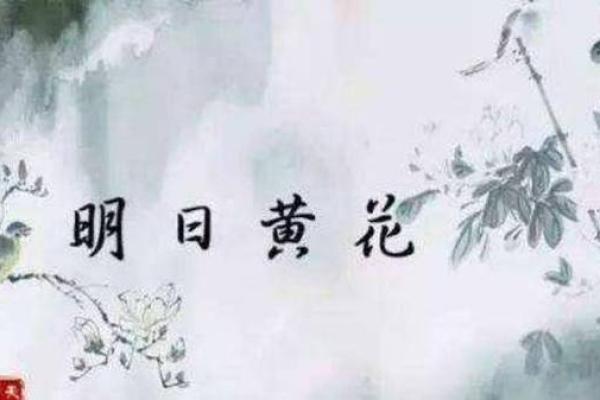 明日黄花代表什么生肖(明日黄花是什么意思成语)