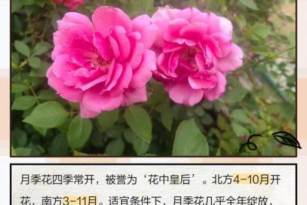 月季日子是哪几天 每月忌日一览表