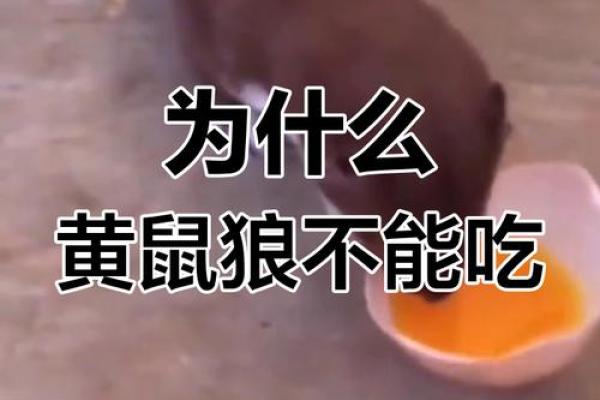 压死一只黄鼠狼有什么不吉利 压死一只黄鼠狼有什么不吉利的预兆