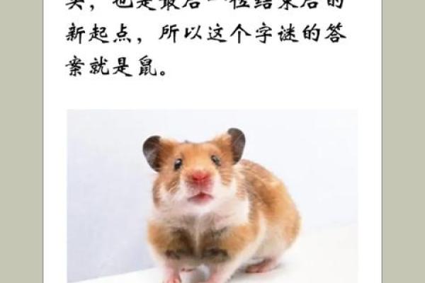 不拘一格在十二生肖中代表什么动物，如何理解其含义？