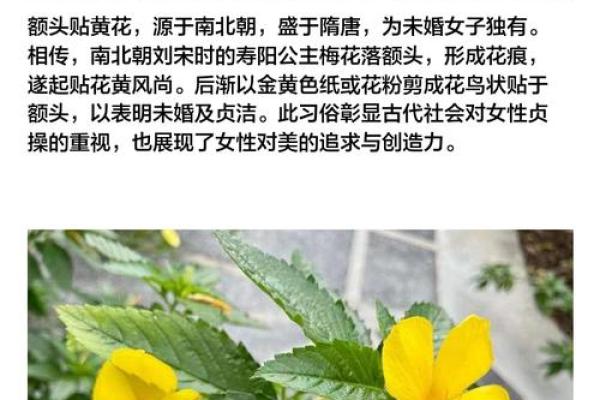 黄花闺女指的是什么生肖？真实含义与民间传说揭秘