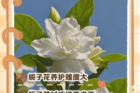 什么属相不能养栀子花 栀子花招财还是破财