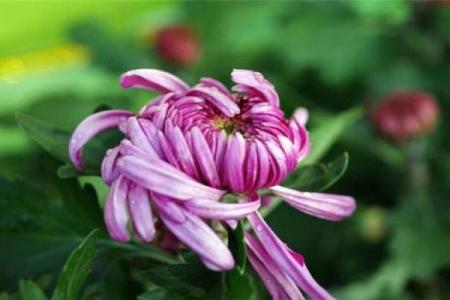 百花齐放是指什么生肖(百花齐放指什么生肖标准答案)