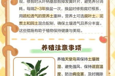 天堂鸟最忌的三种属相 天堂鸟对身体好吗