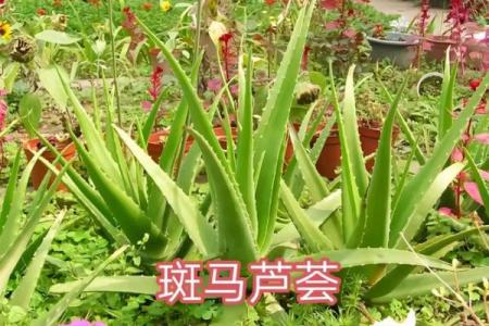 芦荟什么属相不能养 芦荟什么植物