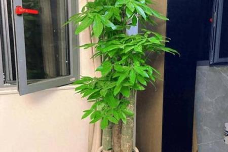 发财树画挂在家里哪个位置好 发财树画挂在家里哪个位置好一点