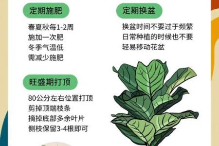 哪些生肖不能养琴叶榕 家里养琴叶榕风水好吗