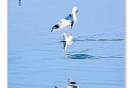 ‌湖水耀金指什么生肖‌：蛇，蛇形蜿蜒，如湖水中的金色波光