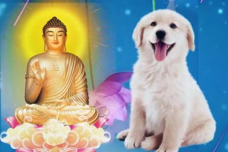 属狗的几月出生好 属狗的几月出生最好男孩