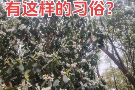 清明节不能回娘家吗 清明节不能回老家吗