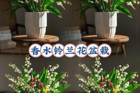 铃兰花为啥不吉利 铃兰花适合养家里吗