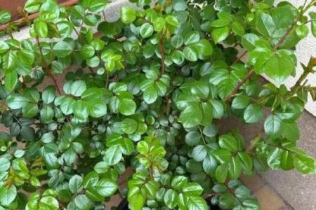 月季花为啥不吉利 月季花种不好