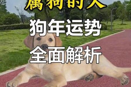 属狗女性2025年运势详解，三大喜事降临具体指哪三件？