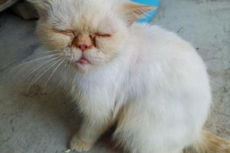 不吉利的猫的特征图片 旺主人的猫特征