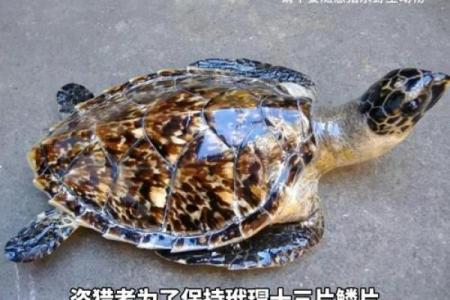 玳瑁什么属相不能戴 玳瑁适合什么人佩戴