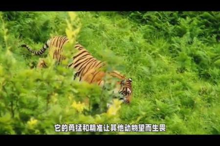 百步穿杨的三大生肖 百步穿杨形容哪个生肖百度